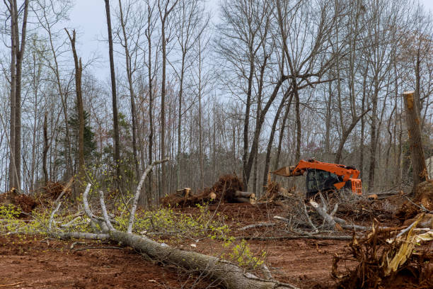 Professional Tree Care in Franklin, WI